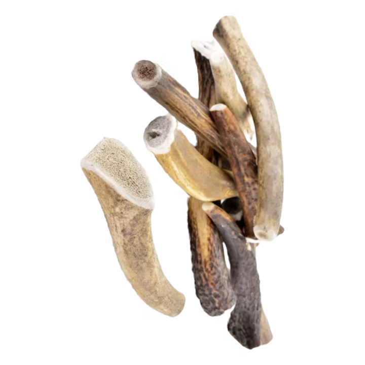 Bois de cerf entier